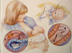Photo 2 : L’agent infectieux auquel la mère a été exposée a stimulé la production d’anticorps spécifiques contre cet agent infectieux. Ceux-ci s’assimilent au lait et aide à protéger le bébé.