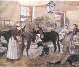 Feeding at the teat of a mule